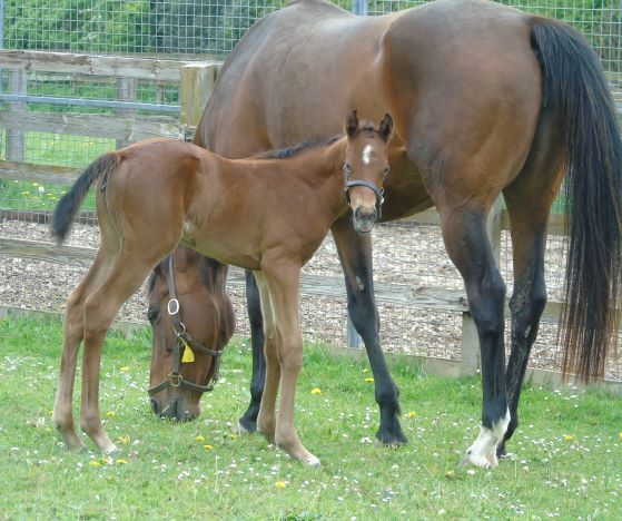 2022 filly by Territories